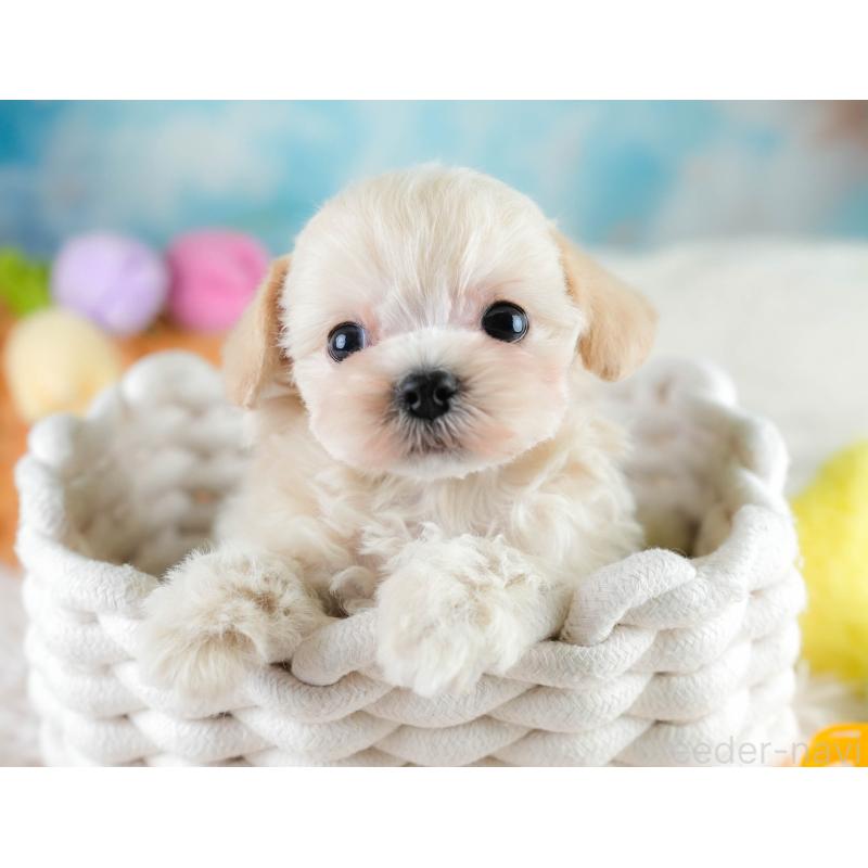 販売中の埼玉県のチワプー:チワワ×トイプードル-431631の10枚目