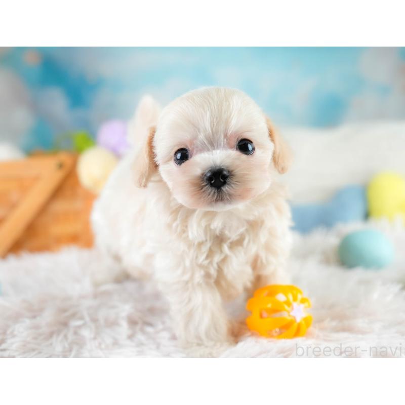 販売中の埼玉県のチワプー:チワワ×トイプードル-431631の9枚目