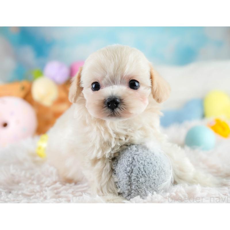 販売中の埼玉県のチワプー:チワワ×トイプードル-431631の8枚目