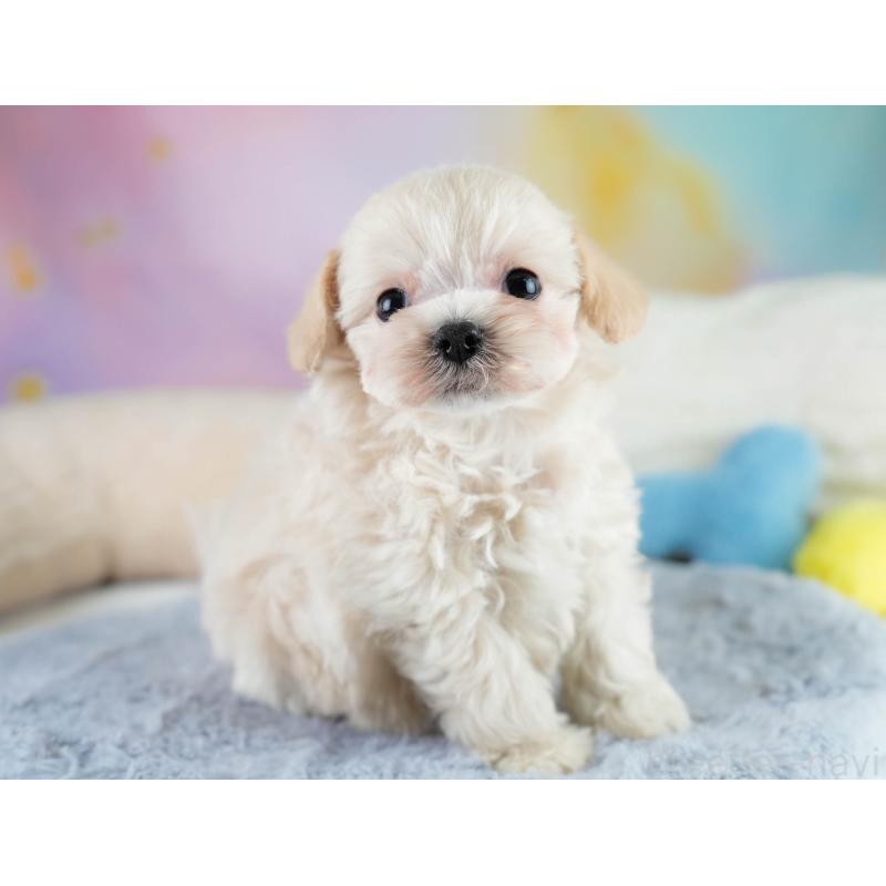 販売中の埼玉県のチワプー:チワワ×トイプードル-431631の7枚目