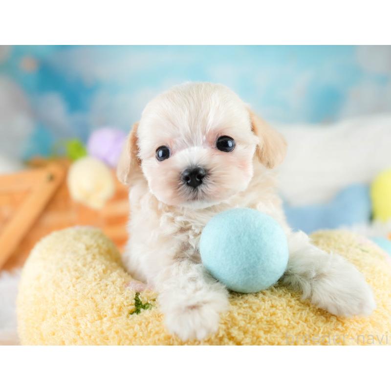 販売中の埼玉県のチワプー:チワワ×トイプードル-431631の6枚目