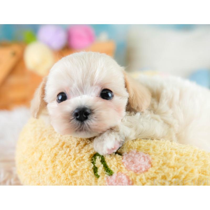 販売中の埼玉県のチワプー:チワワ×トイプードル-431631の5枚目