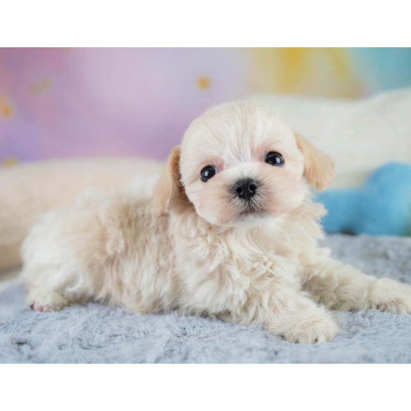 販売中の埼玉県のチワプー:チワワ×トイプードル-431631の4枚目