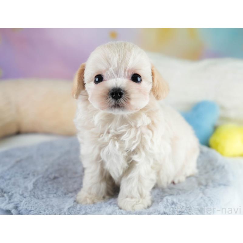 販売中の埼玉県のチワプー:チワワ×トイプードル-431631の3枚目