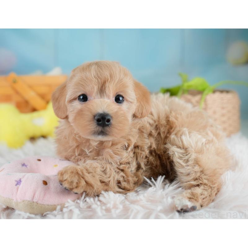 販売中の埼玉県のマルプー:マルチーズ×トイプードル-431627の11枚目