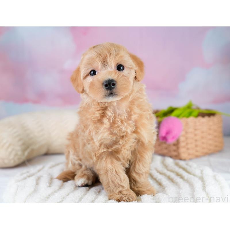 販売中の埼玉県のマルプー:マルチーズ×トイプードル-431627の10枚目