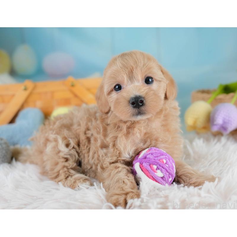 販売中の埼玉県のマルプー:マルチーズ×トイプードル-431627の9枚目