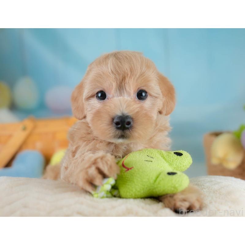 販売中の埼玉県のマルプー:マルチーズ×トイプードル-431627の8枚目