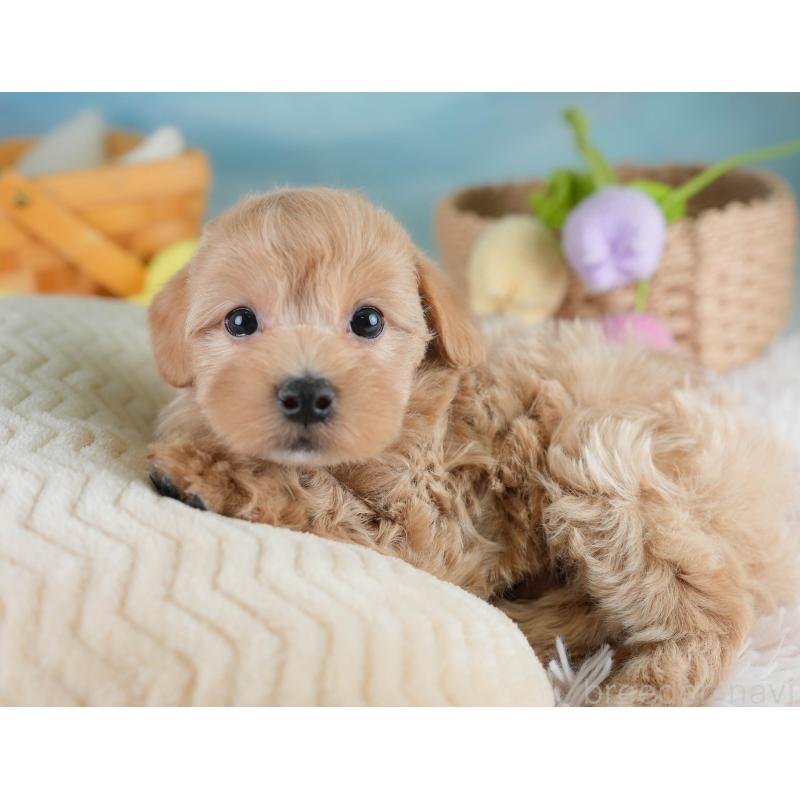 販売中の埼玉県のマルプー:マルチーズ×トイプードル-431627の7枚目