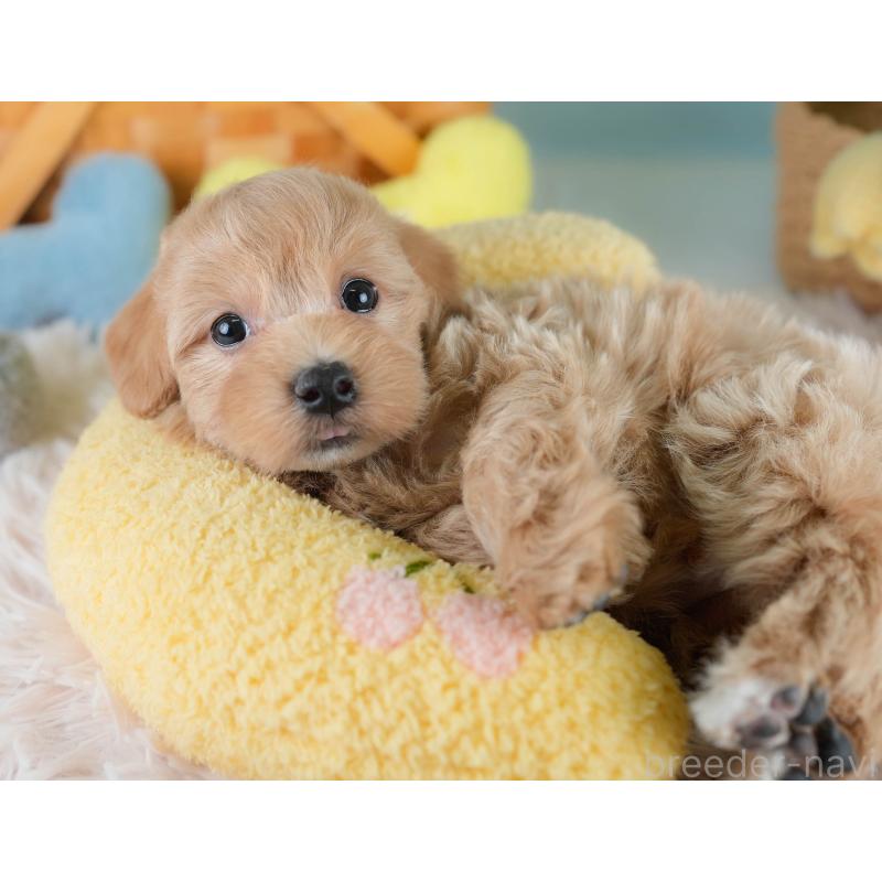 販売中の埼玉県のマルプー:マルチーズ×トイプードル-431627の6枚目