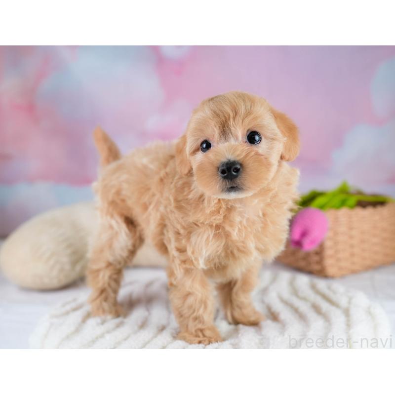 販売中の埼玉県のマルプー:マルチーズ×トイプードル-431627の5枚目