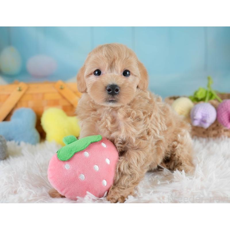 販売中の埼玉県のマルプー:マルチーズ×トイプードル-431627の4枚目