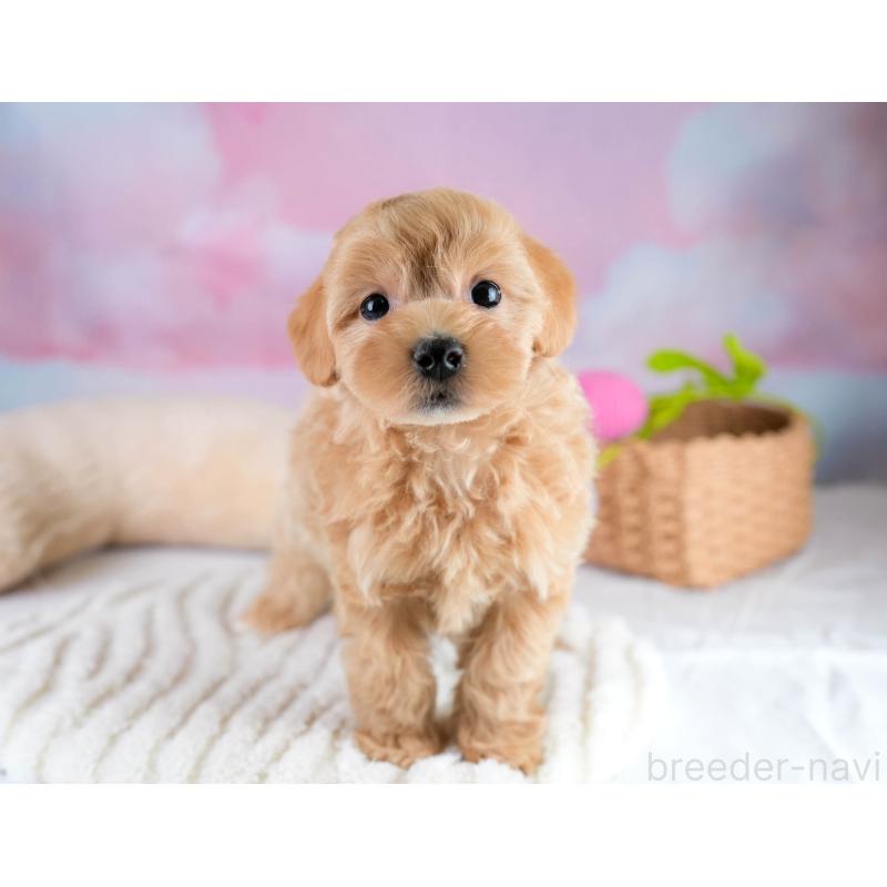 販売中の埼玉県のマルプー:マルチーズ×トイプードル-431627の3枚目