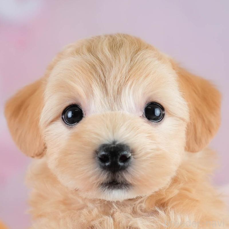 販売中の埼玉県のマルプー:マルチーズ×トイプードル-431626の1枚目