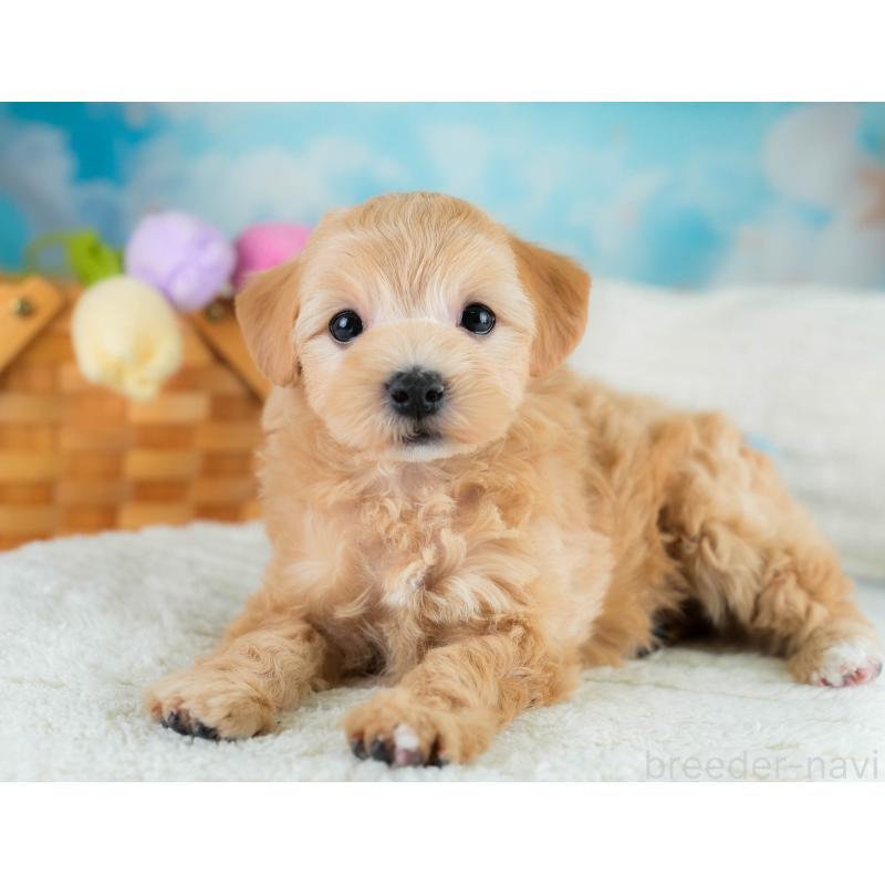 販売中の埼玉県のマルプー:マルチーズ×トイプードル-431626の11枚目