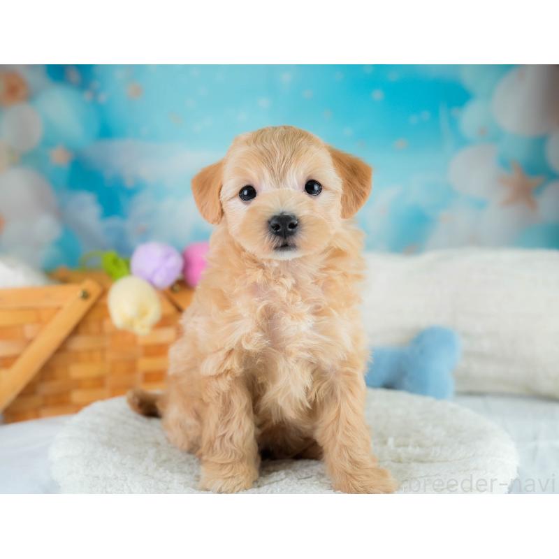 販売中の埼玉県のマルプー:マルチーズ×トイプードル-431626の10枚目