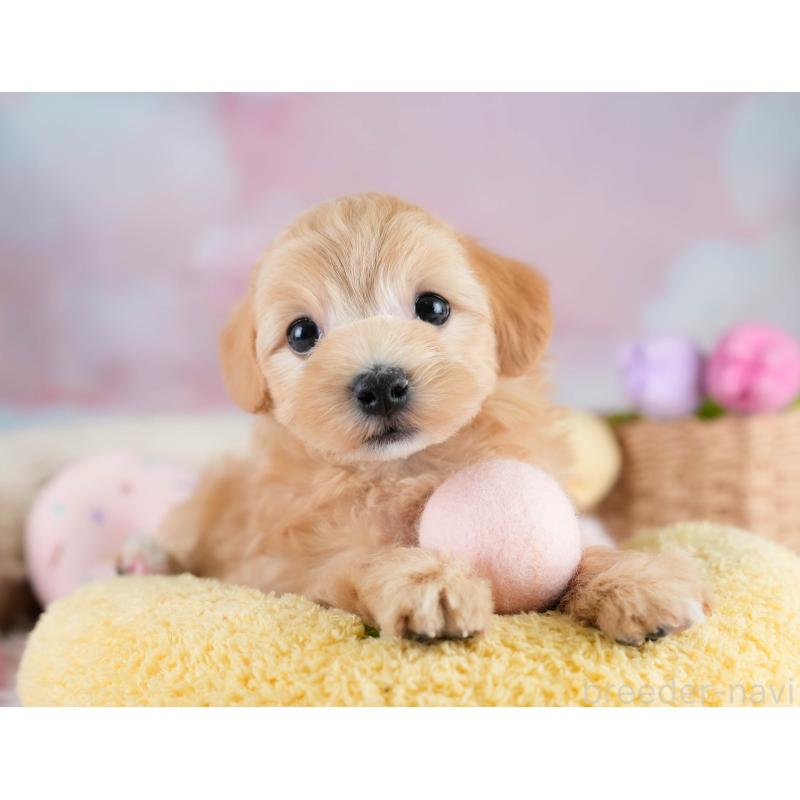 販売中の埼玉県のマルプー:マルチーズ×トイプードル-431626の9枚目