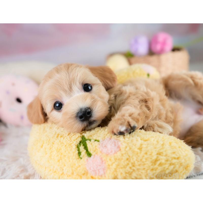 販売中の埼玉県のマルプー:マルチーズ×トイプードル-431626の8枚目