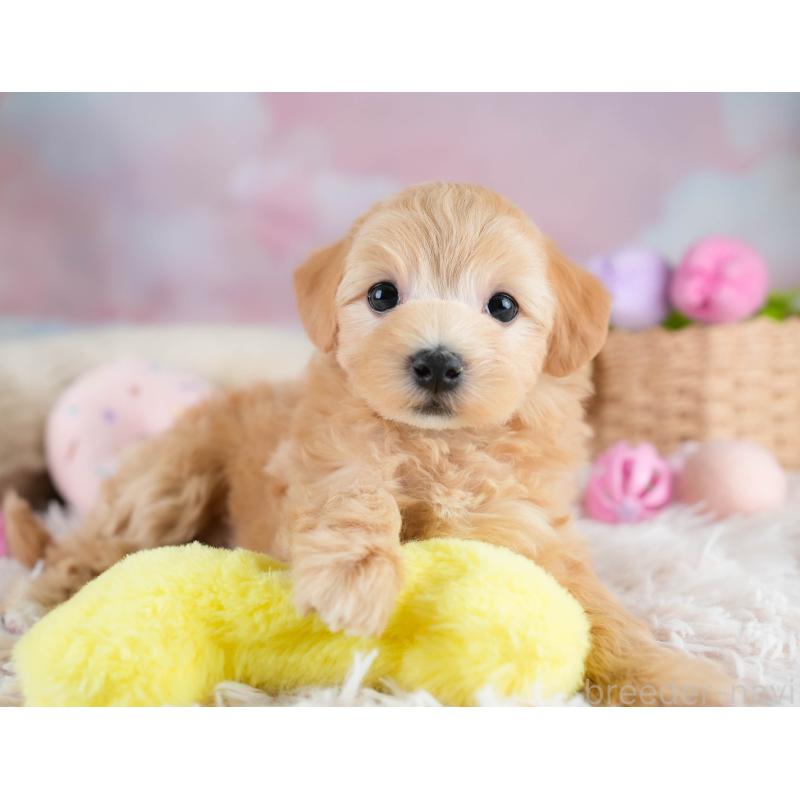 販売中の埼玉県のマルプー:マルチーズ×トイプードル-431626の7枚目