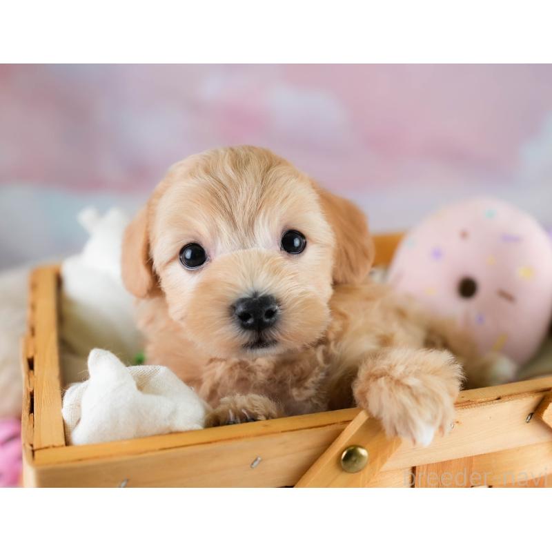 販売中の埼玉県のマルプー:マルチーズ×トイプードル-431626の6枚目