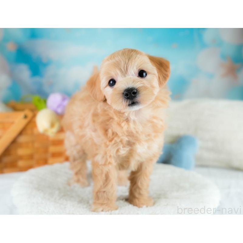 販売中の埼玉県のマルプー:マルチーズ×トイプードル-431626の5枚目