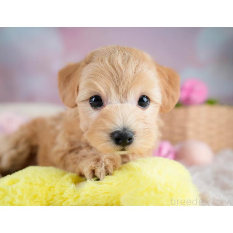 販売中の埼玉県のマルプー:マルチーズ×トイプードル-431626の4枚目