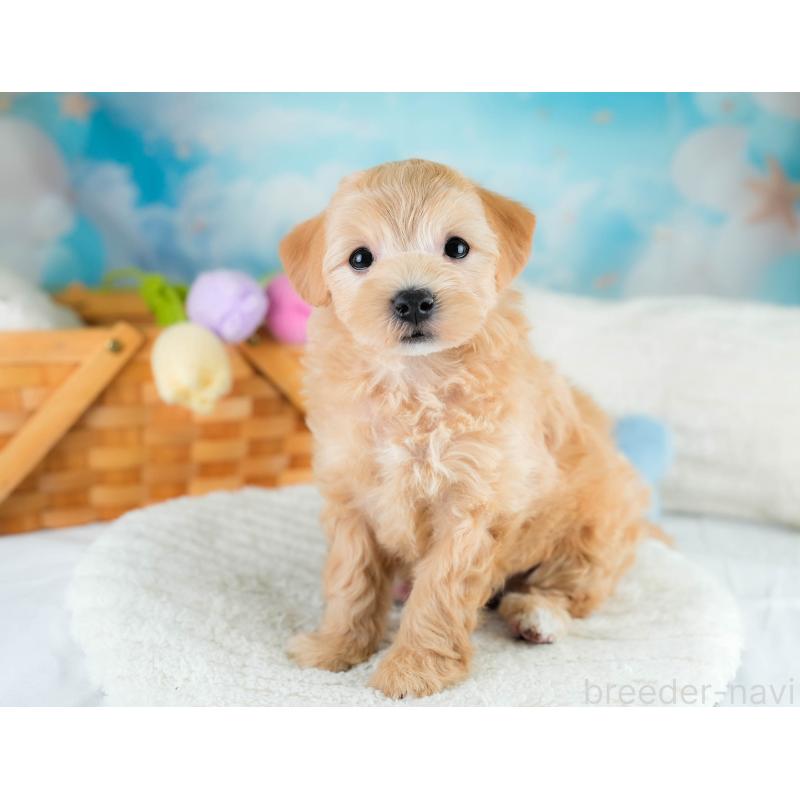 販売中の埼玉県のマルプー:マルチーズ×トイプードル-431626の3枚目