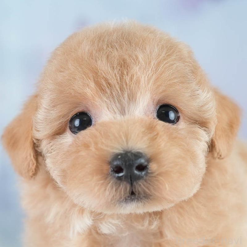 販売中の埼玉県のマルプー:マルチーズ×トイプードル-431560