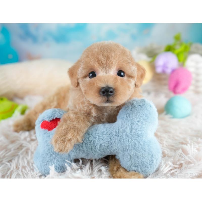 販売中の埼玉県のマルプー:マルチーズ×トイプードル-431560の11枚目