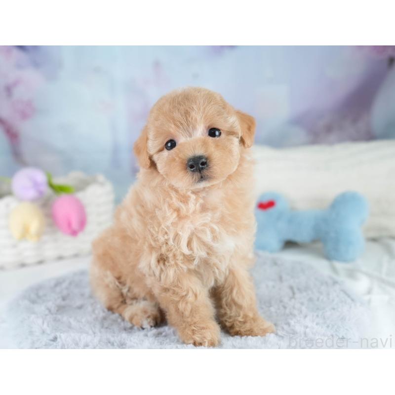 販売中の埼玉県のマルプー:マルチーズ×トイプードル-431560の10枚目