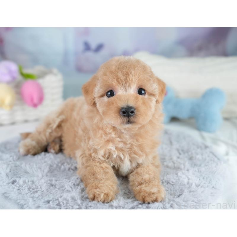 販売中の埼玉県のマルプー:マルチーズ×トイプードル-431560の9枚目