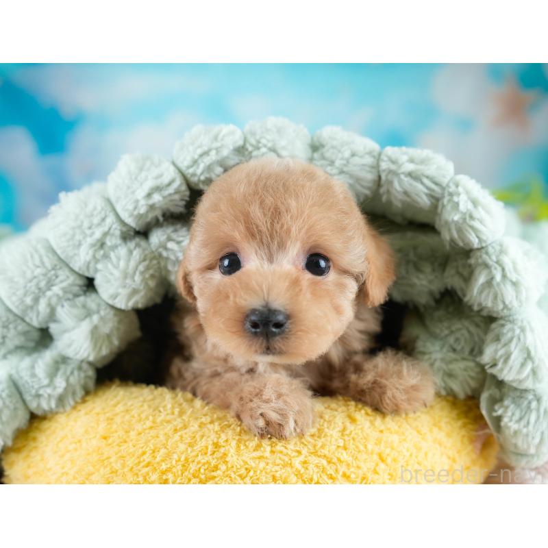 販売中の埼玉県のマルプー:マルチーズ×トイプードル-431560の8枚目