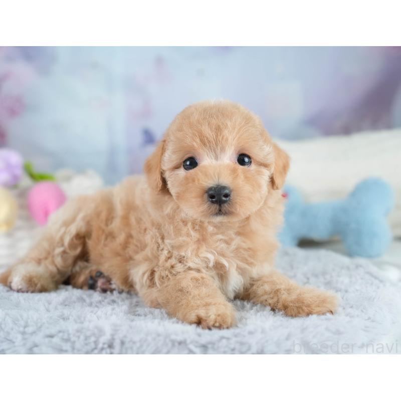 販売中の埼玉県のマルプー:マルチーズ×トイプードル-431560の7枚目