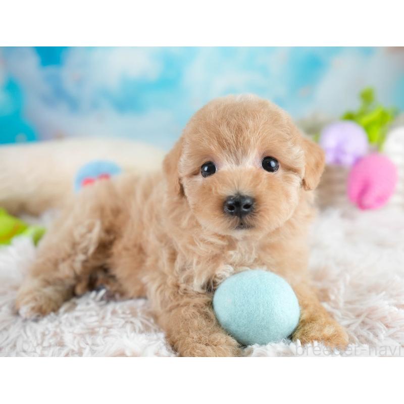 販売中の埼玉県のマルプー:マルチーズ×トイプードル-431560の6枚目