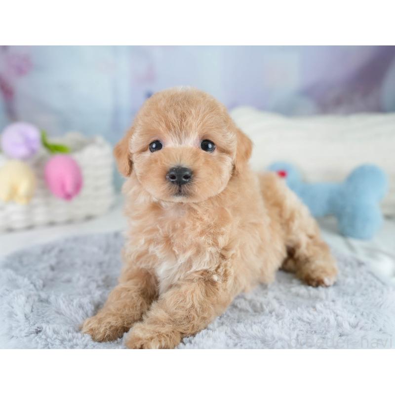 販売中の埼玉県のマルプー:マルチーズ×トイプードル-431560の5枚目