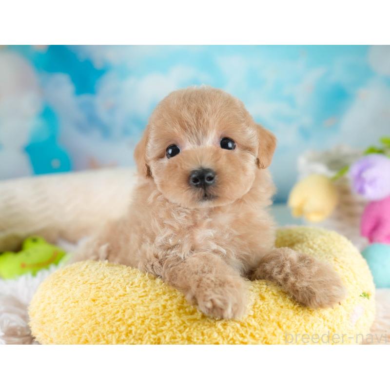 販売中の埼玉県のマルプー:マルチーズ×トイプードル-431560の4枚目