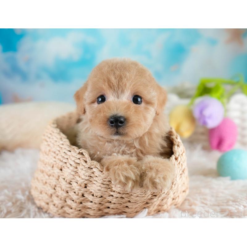 販売中の埼玉県のマルプー:マルチーズ×トイプードル-431560の3枚目