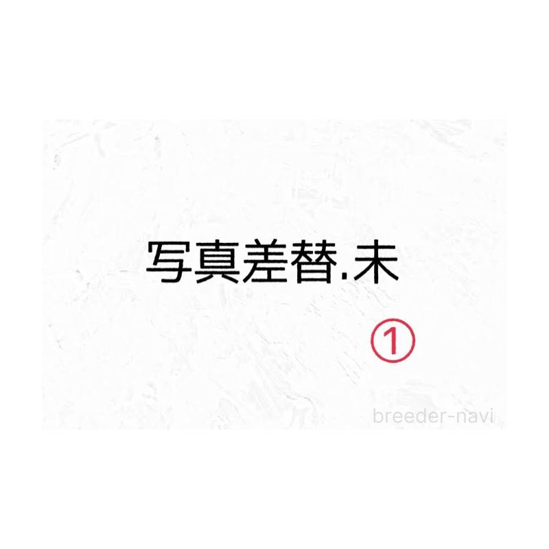 販売中の埼玉県のタイニープードル-431551の18枚目