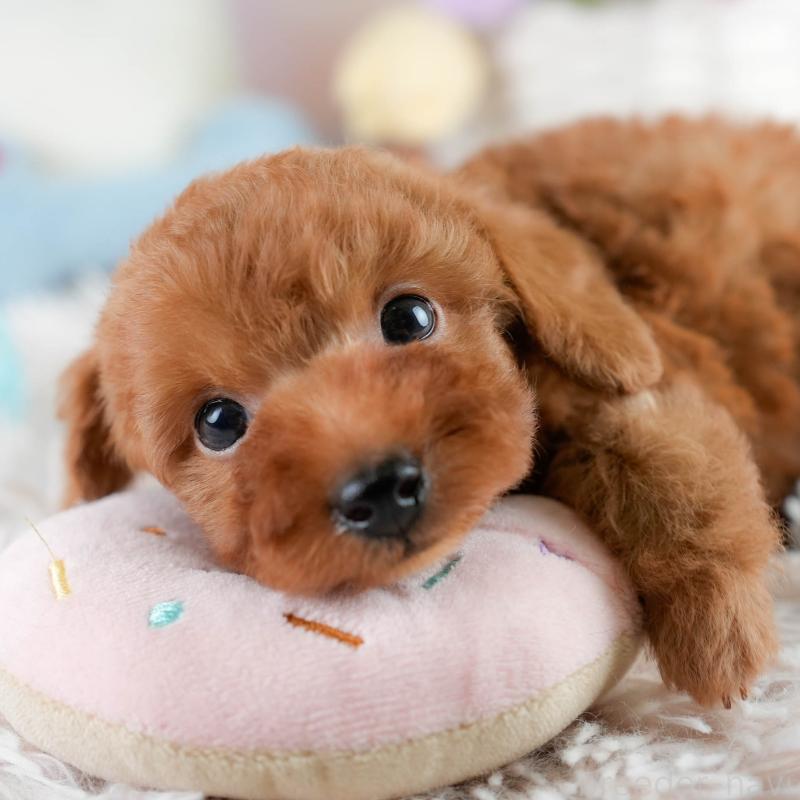 販売中の埼玉県のタイニープードル-431548