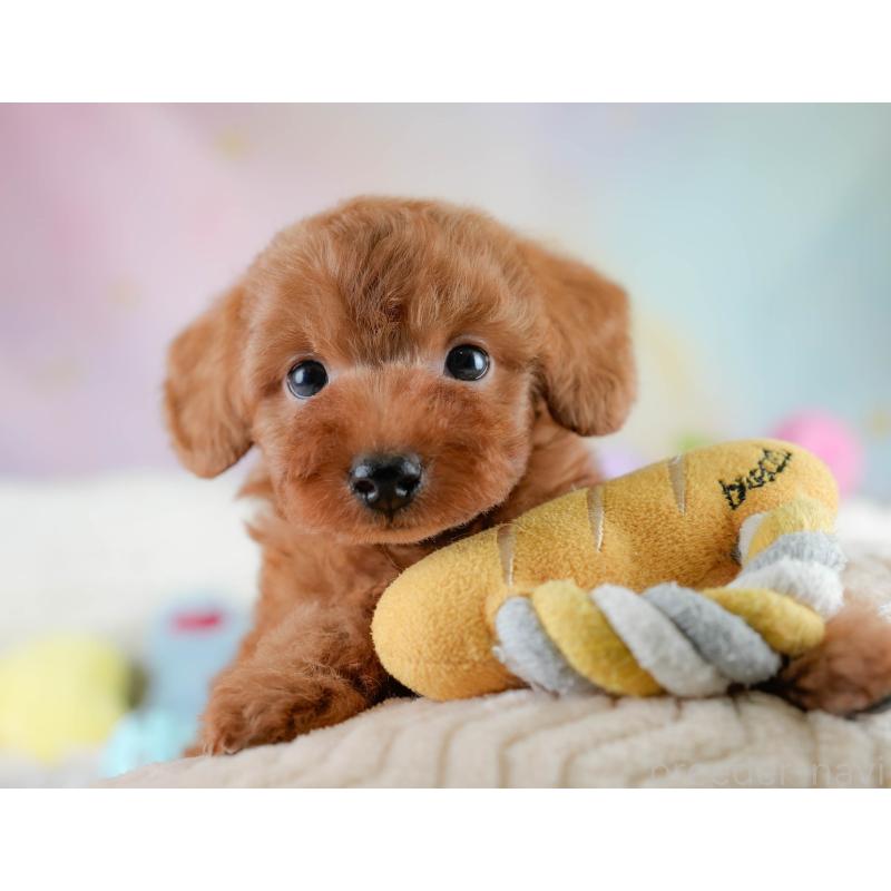 販売中の埼玉県のタイニープードル-431548の11枚目