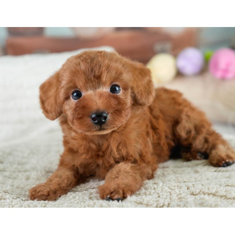 販売中の埼玉県のタイニープードル-431548の10枚目