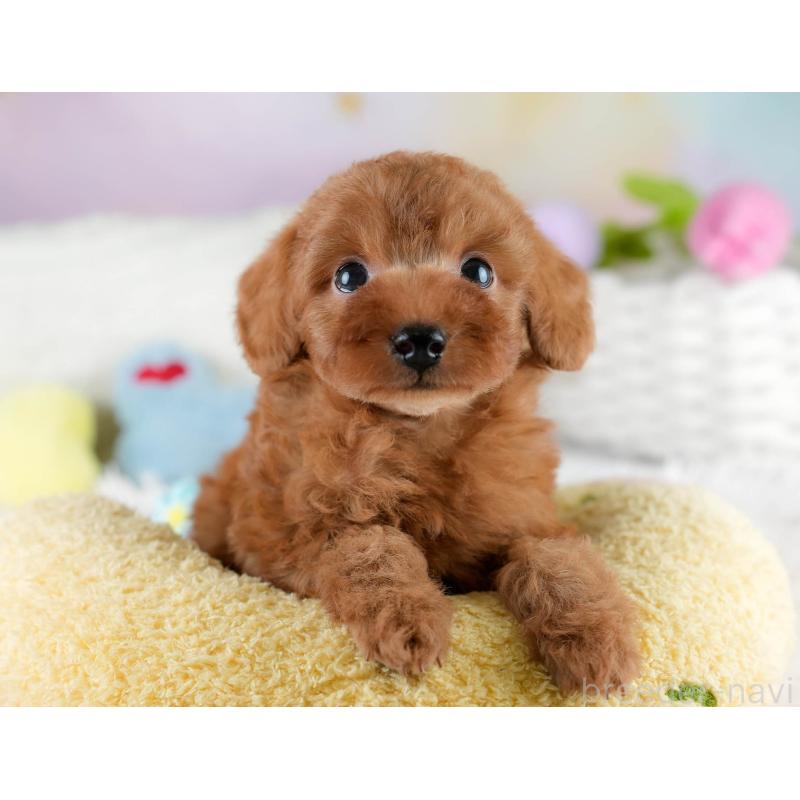 販売中の埼玉県のタイニープードル-431548の9枚目