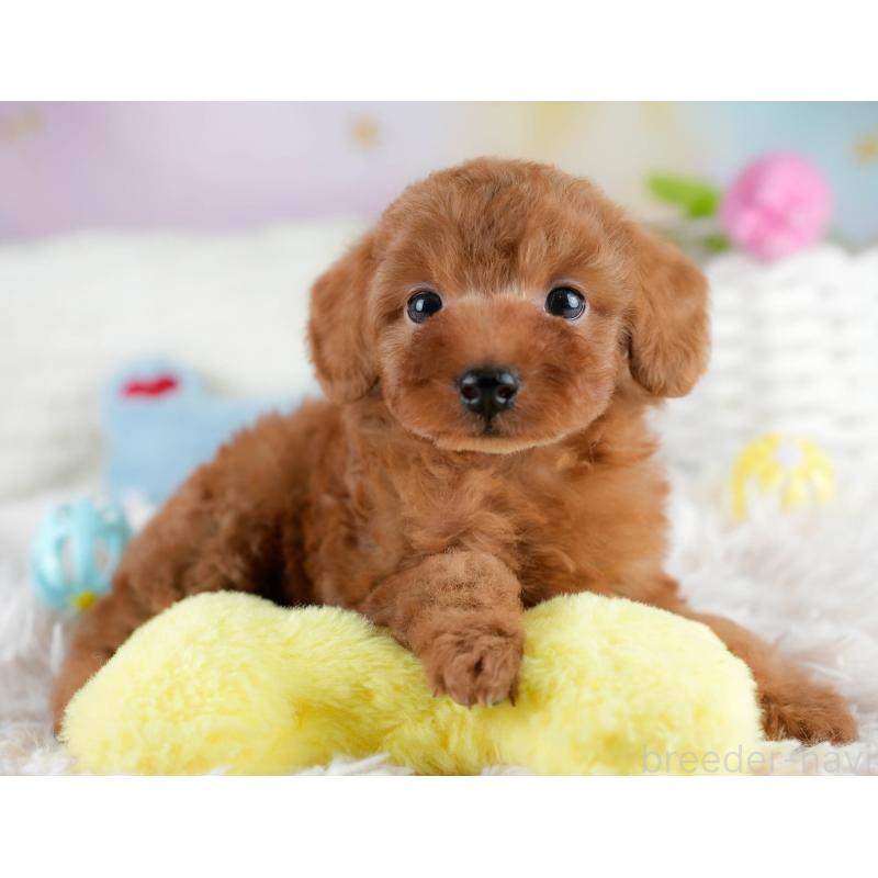 販売中の埼玉県のタイニープードル-431548の8枚目