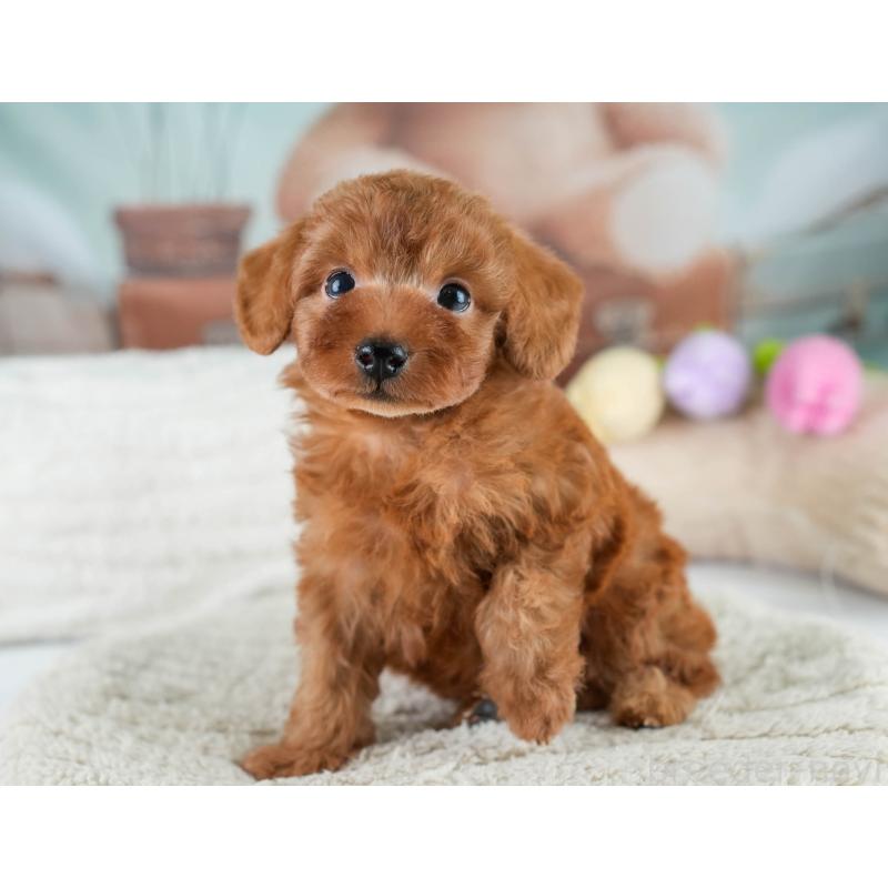 販売中の埼玉県のタイニープードル-431548の7枚目