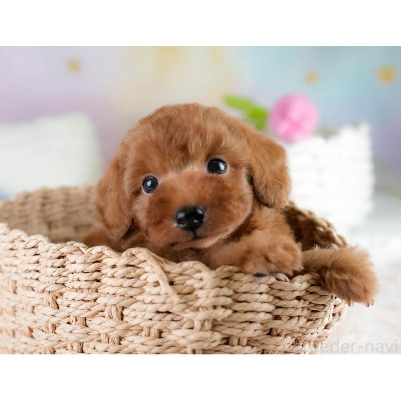 販売中の埼玉県のタイニープードル-431548の6枚目