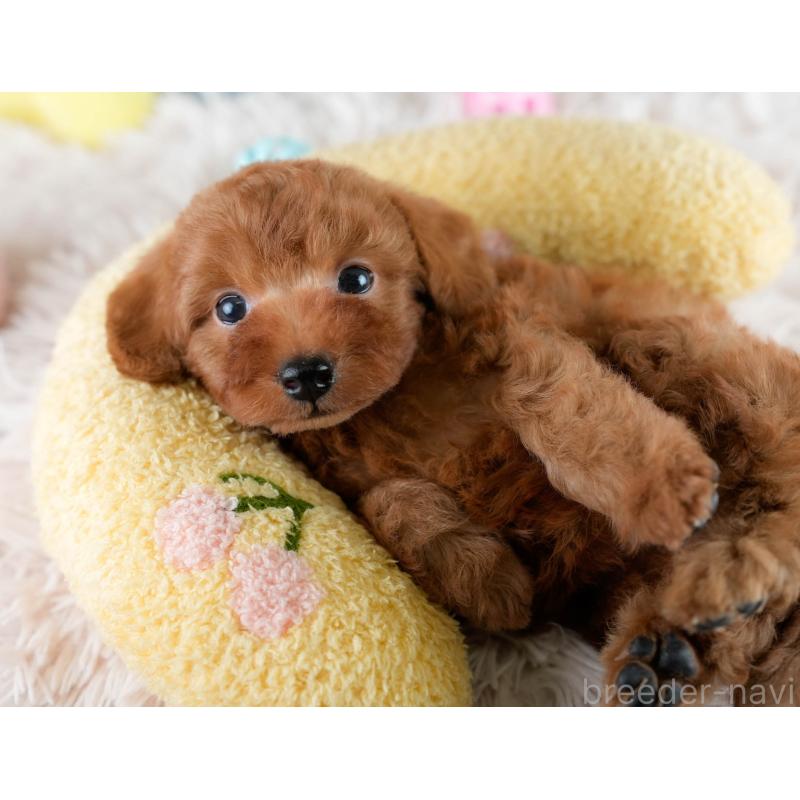 販売中の埼玉県のタイニープードル-431548の5枚目