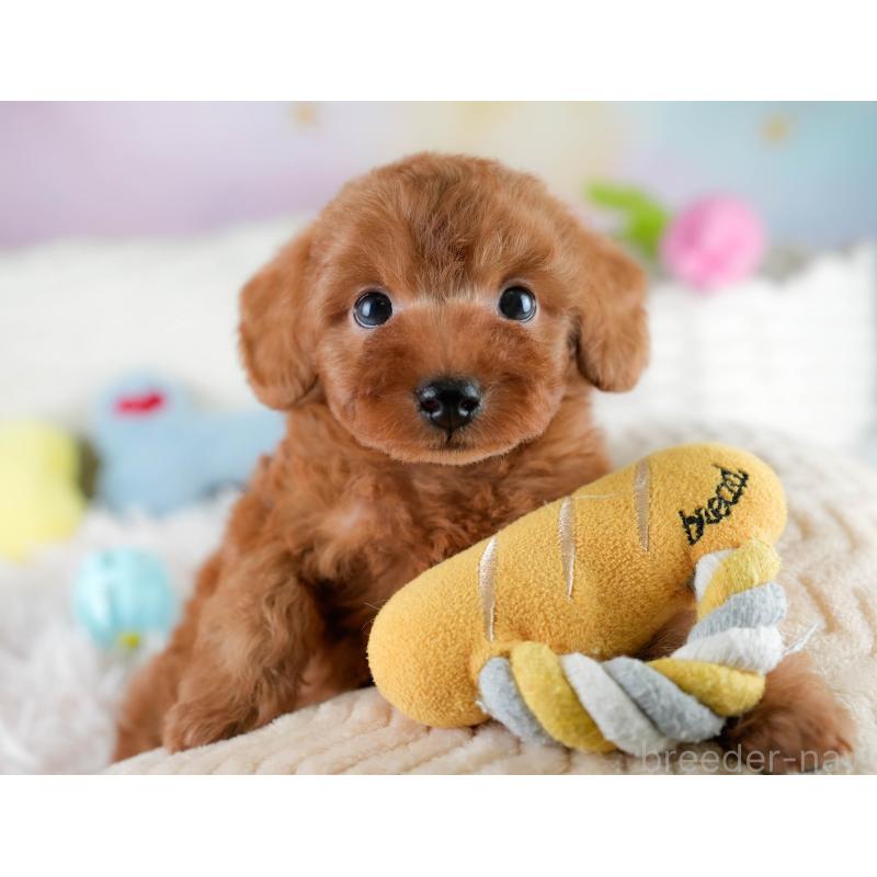 販売中の埼玉県のタイニープードル-431548の4枚目