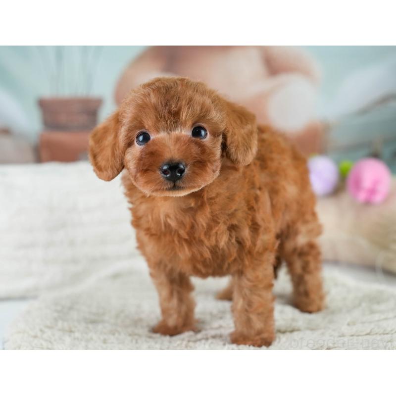 販売中の埼玉県のタイニープードル-431548の3枚目