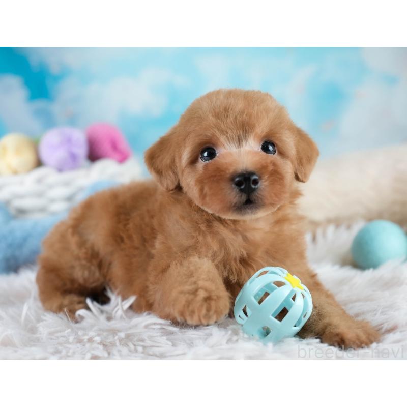 販売中の埼玉県のタイニープードル-431536の10枚目