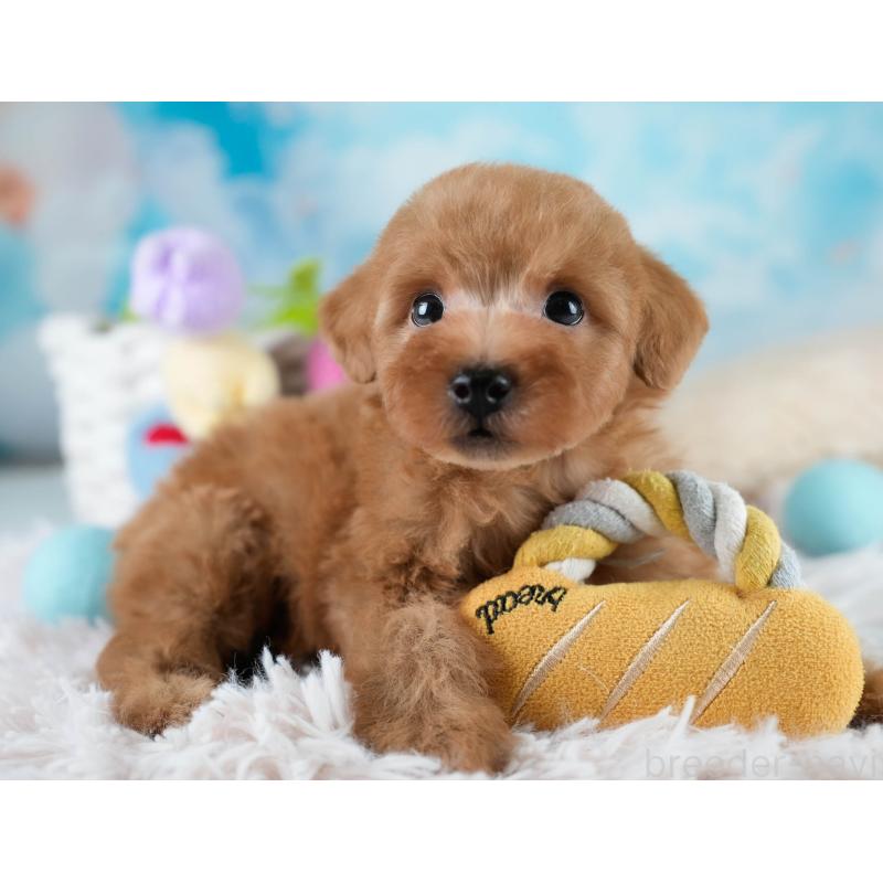 販売中の埼玉県のタイニープードル-431536の9枚目